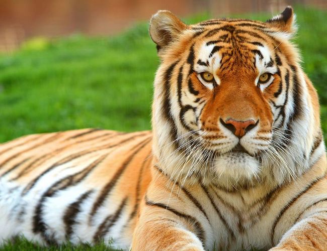 Centre says tiger population in India on road to recovery, growing annually by 6%