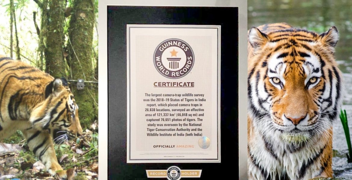 India’s Tiger Census sets a New Guinness Record for being the world’s largest camera trap wildlife survey