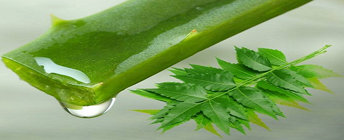 The magical combination to pamper your skin this monsoon – Neem and Aloe Vera