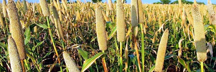 SwitchON Foundation distributes Seed Kits in Jharkhand to promote Millet Production